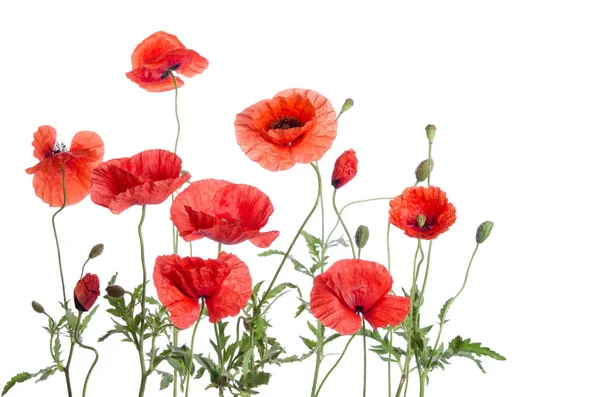 Amapolas rojas aisladas sobre fondo blanco —  Fotos de Stock