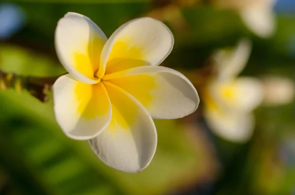 日当たりの良い白いモクレンの花と春の花の背景 — ストック写真