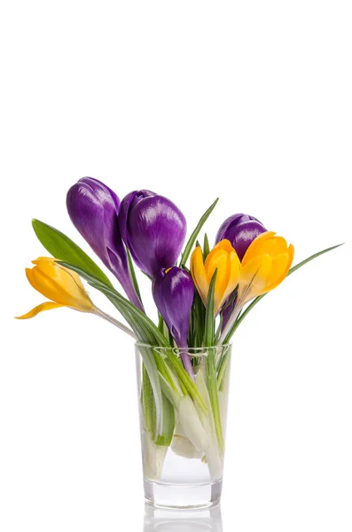 Boeket van crocus bloemen in vaas geïsoleerd op wit — Stockfoto