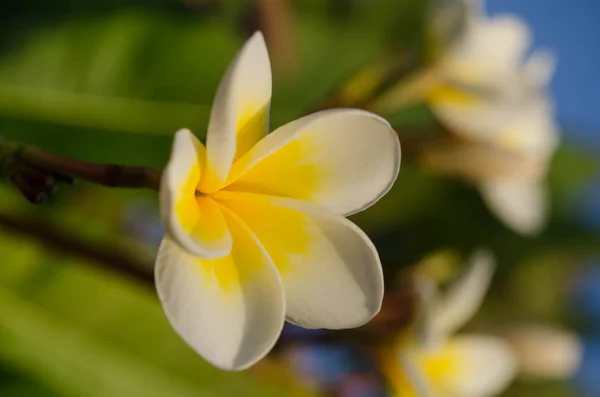 Bahar çiçek arka plan üzerinde bir güneşli beyaz Manolya çiçek ile — Stok fotoğraf