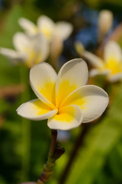 春季花卉背景用白色鸡蛋花天气晴朗 — 图库照片