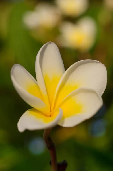 Primavera sfondo floreale con fiori di plumeria bianco su un soleggiato — Foto Stock