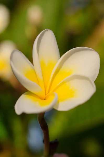 Весенний цветочный фон с белыми цветами плюмерии на солнечном фоне — стоковое фото