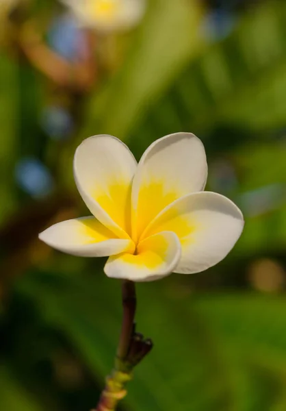 Bahar çiçek arka plan üzerinde bir güneşli beyaz plumeria çiçekli — Stok fotoğraf