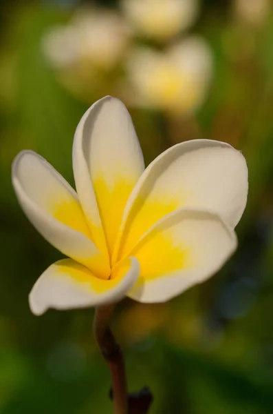 日当たりの良い白いプルメリアの花と春の花の背景 — ストック写真