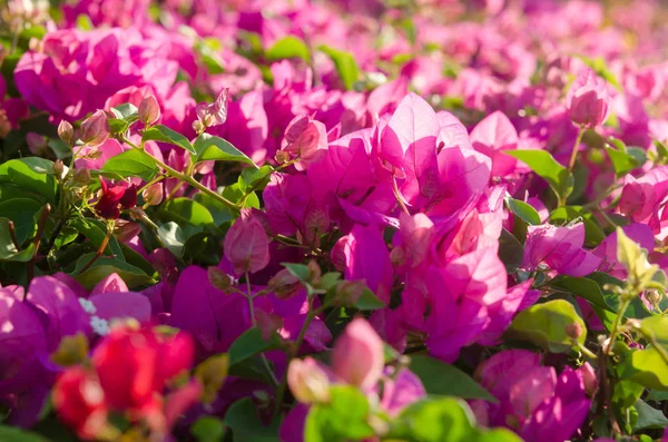 Цветущие буши с розовыми цветами — стоковое фото