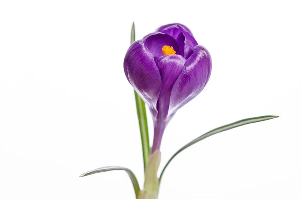白で隔離される紫のクロッカスの花 — ストック写真