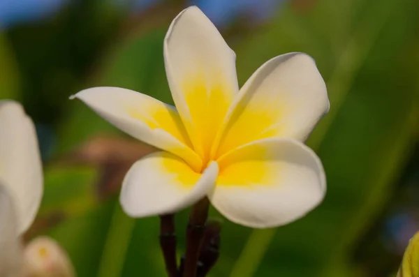 日当たりの良い白いプルメリアの花と春の花の背景 — ストック写真