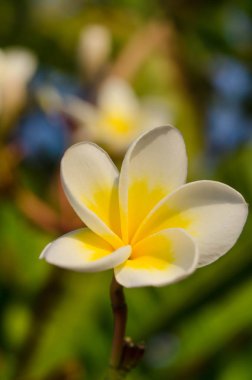 Bahar çiçek arka plan üzerinde bir güneşli beyaz plumeria çiçekli 