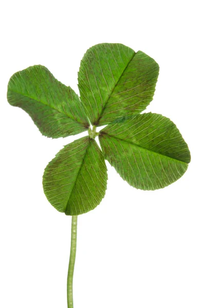 Hoja verde de trébol de cuatro hojas aislada sobre fondo blanco . — Foto de Stock