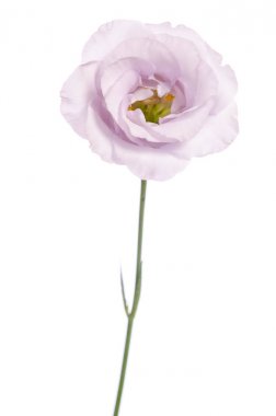 Beauty violet flower isolated on white. Eustoma clipart