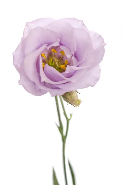 Güzellik Menekşe çiçek üzerinde beyaz izole. Eustoma — Stok fotoğraf