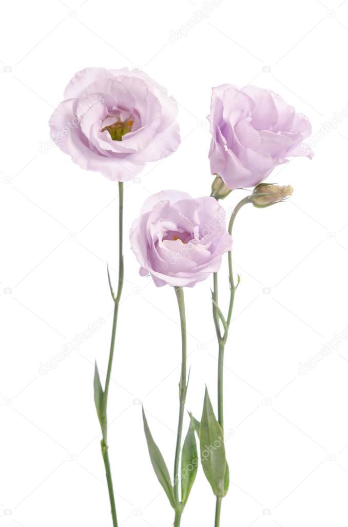 Beautiful pale violet eustoma flowers isolated on white backgrou