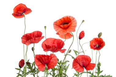 Kırmızı gelincikler beyaz arkaplanda izole edilmiş