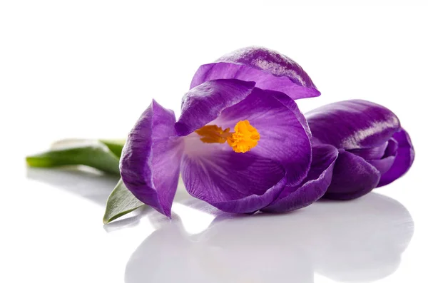 Fleurs de crocus isolées sur fond blanc — Photo