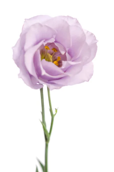 Bellezza fiore viola isolato su bianco. Eustoma — Foto Stock