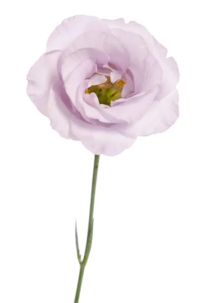 Beleza flor violeta isolado em branco. Eustoma — Fotografia de Stock