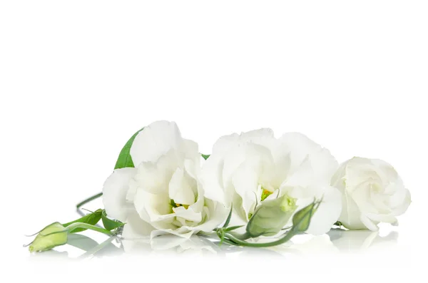 Mooie witte eustoma bloemen geïsoleerd op witte achtergrond — Stockfoto