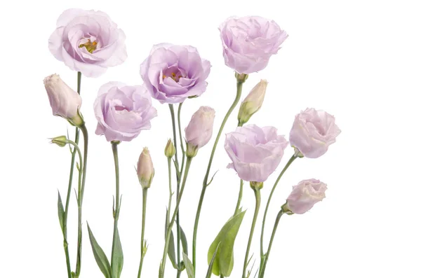 Belles fleurs d'eustomes violet pâle isolées sur fond blanc — Photo