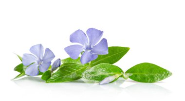 Beyaz arka plan üzerinde güzel mavi çiçekler salyangozu