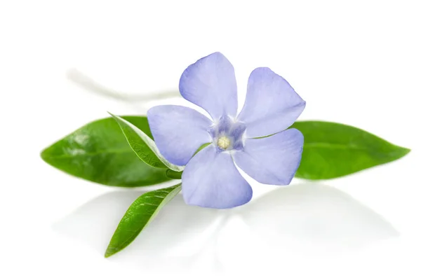 Hermosa flor azul periwinkle sobre fondo blanco —  Fotos de Stock