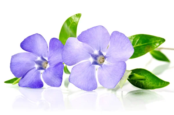 Hermosa flor azul periwinkle aislado sobre fondo blanco —  Fotos de Stock