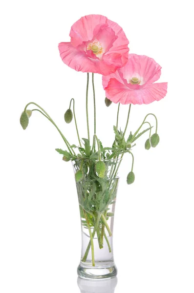 Coquelicots roses dans un vase en verre isolé sur fond blanc — Photo