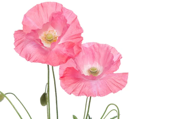 Pink poppies  isolated on white background — Stock Photo, Image