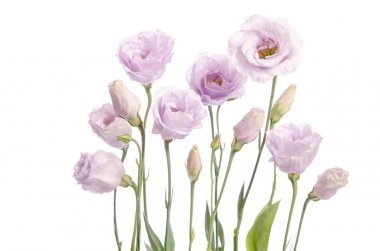 Beyaz arka plan üzerinde izole güzel beyaz eustoma çiçek