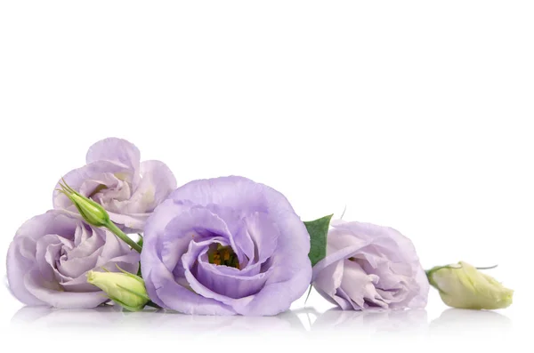 Bunch of violet eustoma flowers isolated on white — Stock Photo, Image