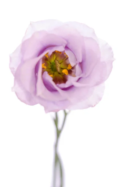 Beauty violet flower isolated on white. Eustoma — Stock Photo, Image