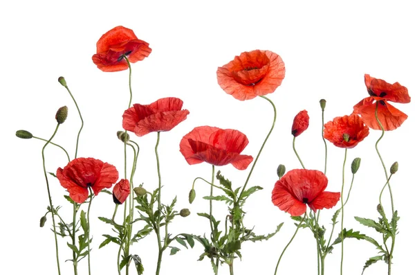 Kırmızı gelincikler beyaz arkaplanda izole edilmiş