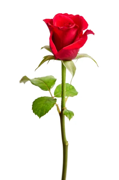 Bud červené růže — Stock fotografie