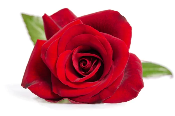Бутон красной розы — стоковое фото