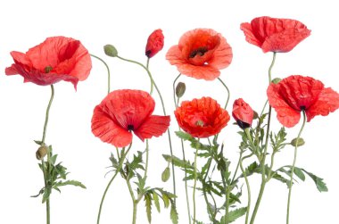 Kırmızı gelincikler beyaz arkaplanda izole edilmiş