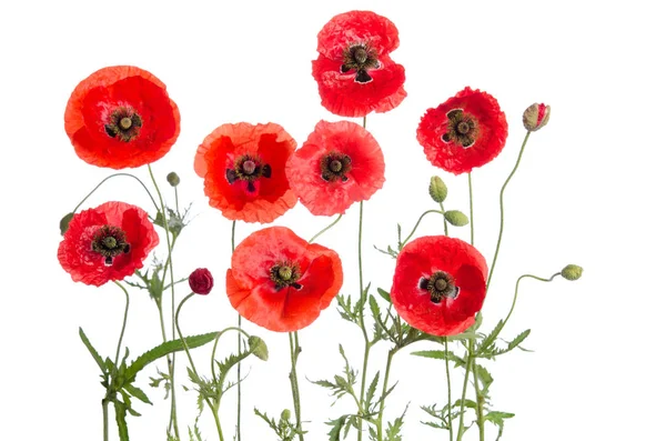 Rote Mohnblumen isoliert auf weißem Hintergrund — Stockfoto