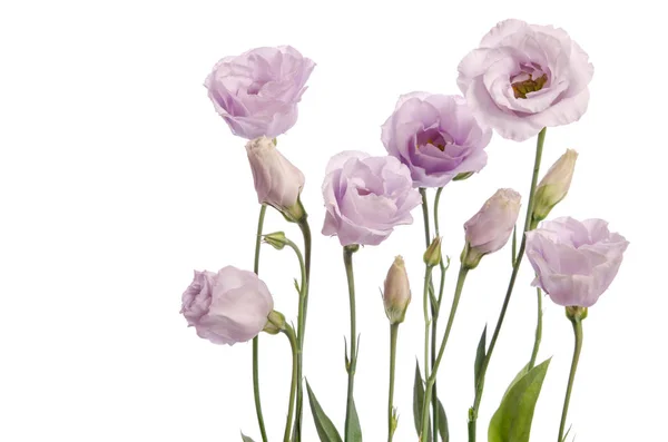 Bellissimi fiori di eustoma viola pallido isolati su backgrou bianco — Foto Stock