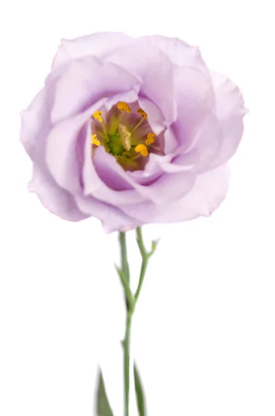 Bellezza fiore viola isolato su bianco. Eustoma — Foto Stock