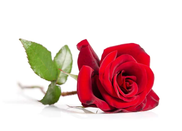 Μπουμπούκι κόκκινο τριαντάφυλλο — Φωτογραφία Αρχείου