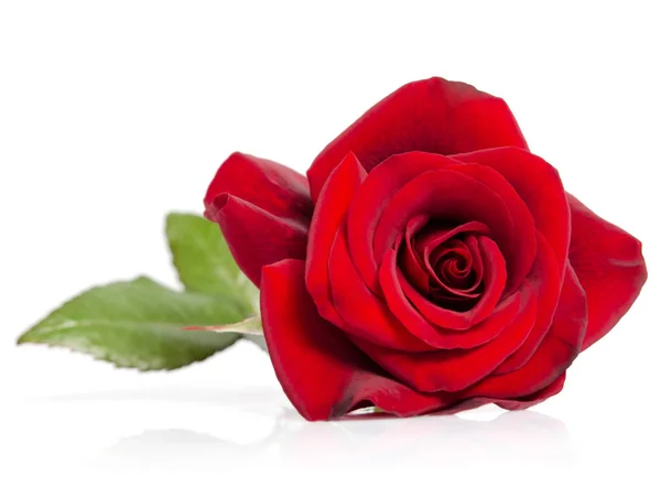 빨간 장미의 꽃 봉 오리 — 스톡 사진