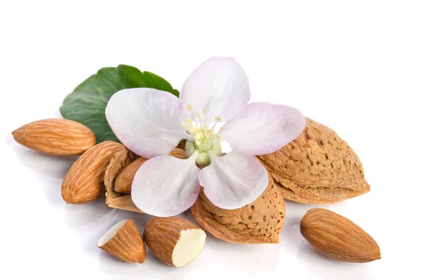 Paradiso fiore con mandorle isolato su sfondo bianco — Foto Stock