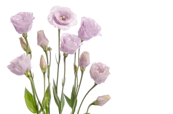 Bellissimi fiori di eustoma viola pallido isolati su backgrou bianco — Foto Stock