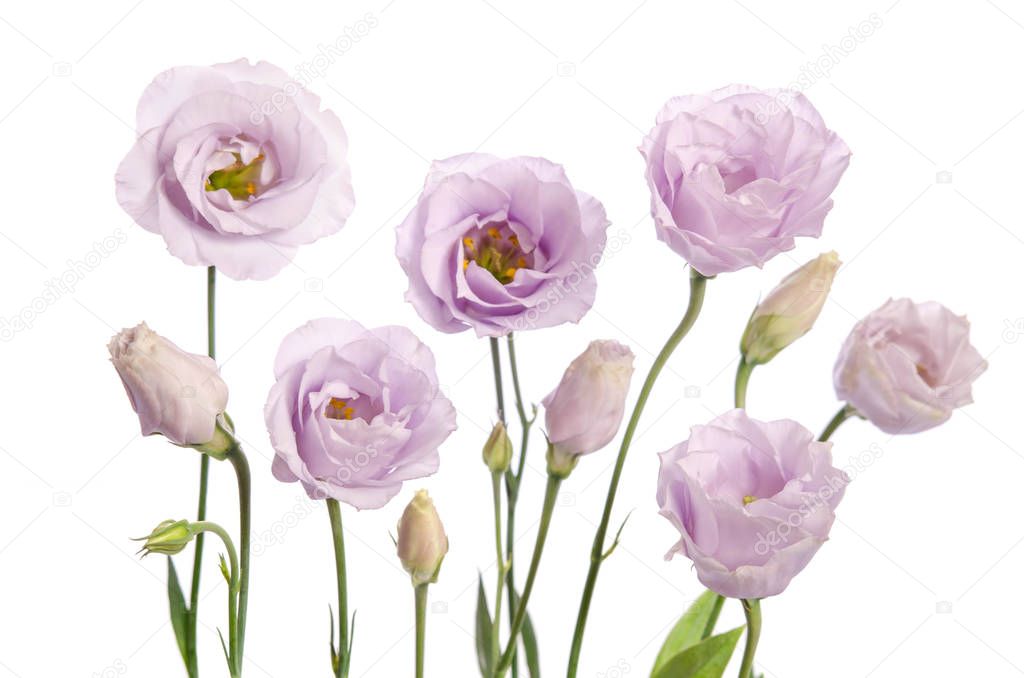 Beautiful pale violet eustoma flowers isolated on white backgrou