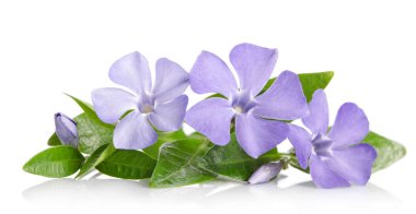 Beyaz arka plan üzerinde güzel mavi çiçekler salyangozu