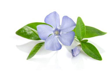 Beyaz arka plan üzerinde güzel mavi çiçek salyangozu