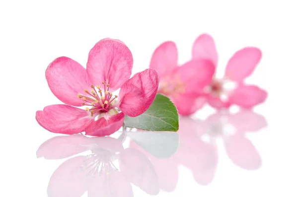 Algunas hermosas flores rosadas aisladas sobre fondo blanco — Foto de Stock