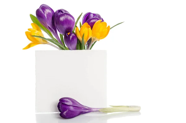 Bouquet from crocus flowers in vase  with empty card for your te — Stock Photo, Image