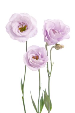 Güzel soluk mor eustoma çiçekler üzerinde beyaz backgrou izole