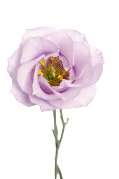 Bellezza fiore viola isolato su bianco. Eustoma — Foto Stock