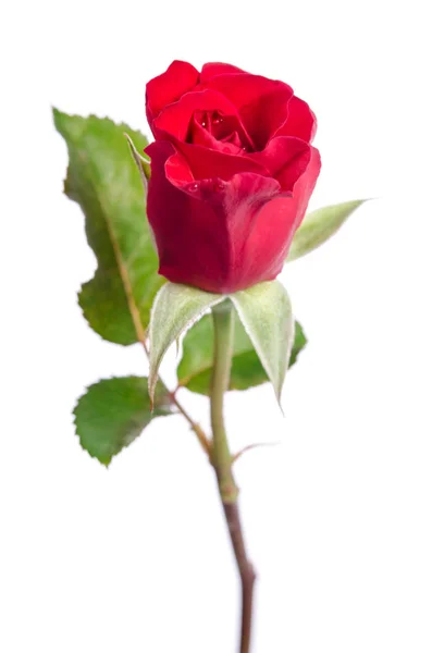 Capullo de rosa roja con gotas de dibujado — Foto de Stock